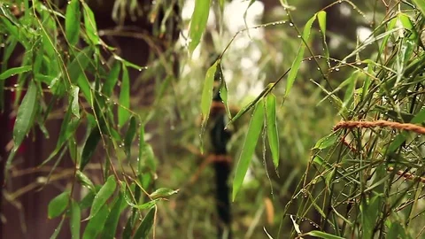 Water on Leaves Stock Footage 79226538