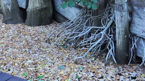 Water with leaves Video stock 138221049