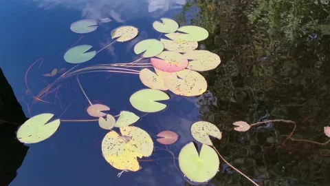 Water leaves Stock Footage