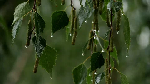 Water on leaves Stock Footage 201415710