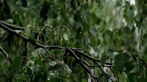 Water on leaves Stock Footage 201417842