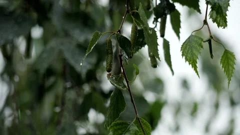 Water on leaves Stock Footage 201418301