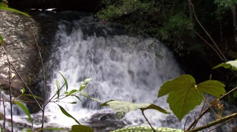 Water with leaves in foreground 库存影片 1068670