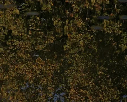 WATER leaves reflecting in Video stock 11121148
