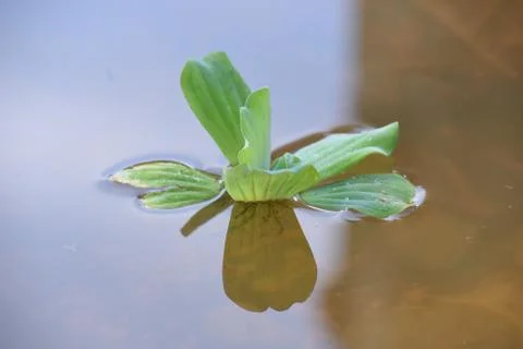 Water Lettuce and Reflection Stock Photos