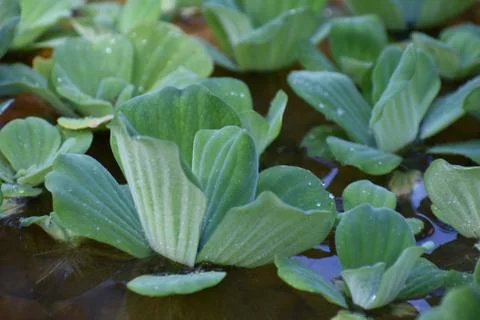 Water Lettuce Cluster Stock Photos