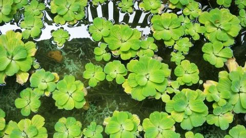 Water Lettuce Foto stock