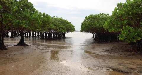 Water level falls and rises in muddy beach with mangrove trees. blue sky in b Stock Footage 158098181