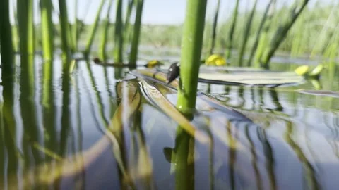 Water Level Glide Through Reeds With Freshwater Snails Stock Footage 340047262