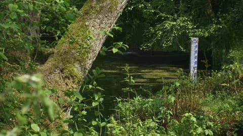 Water level meter in pond or lake in forest 01p Stock Footage 11017850