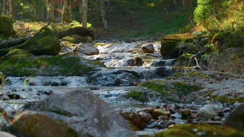 Water-Level Pan of Mountain Stream Flowing Through Stones and Forest Stock Footage 320216676