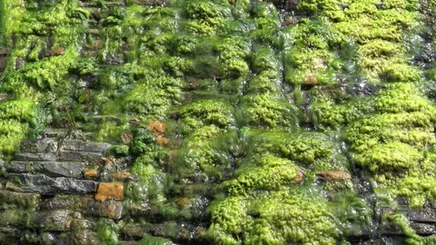 Water lichen Stock Footage 72817787