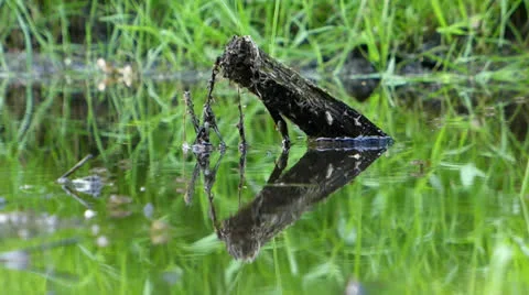 Water life Stock Footage 24943613