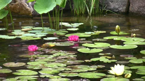 Water lilies float in a pond Stock Footage 98409