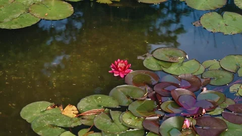 Water lilies float on the water in a small pond. Close-up shooting Stock Footage 312262522