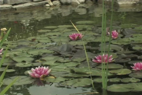 WATER LILIES Stock Footage