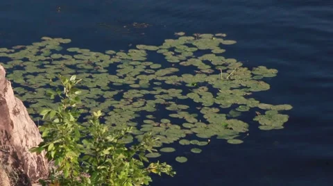 Water lilies Stock Footage 8765373