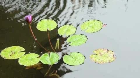 Water lilies Stock Footage 22322559