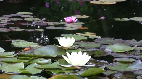 Water lilies Stock Footage 28319737