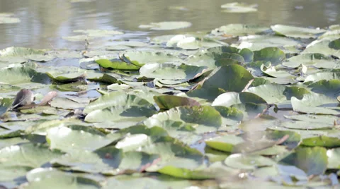 Water Lilies Stock Footage 36052181