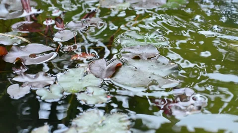 Water Lilies 動画素材 39776667