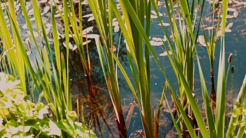 Water lilies Stock Footage 99284079