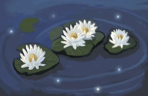 Water lilies Stock Footage 141120453