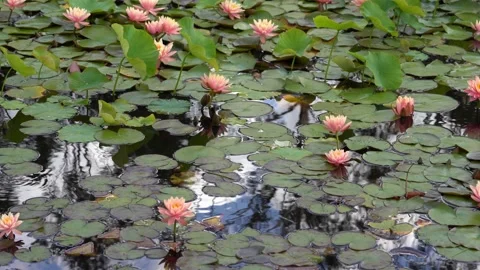 Water lilies Video stock 144295004