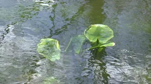 Water Lilies Stock Footage 152311366