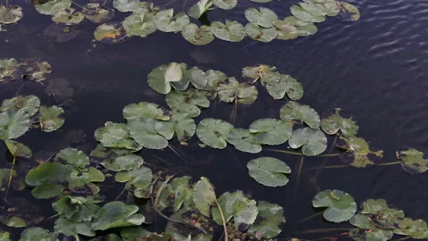 Water lilies Stock Footage 162686335