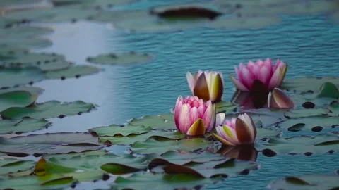 Water Lilies Stock Footage 230613448