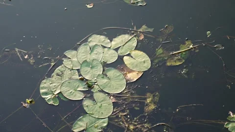 Water lilies gently floating on a calm lake Stock Footage 344865065