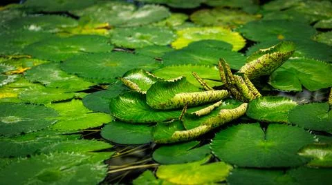 Water lilies gently floating on a tranquil pond a serene scene Stock Photos