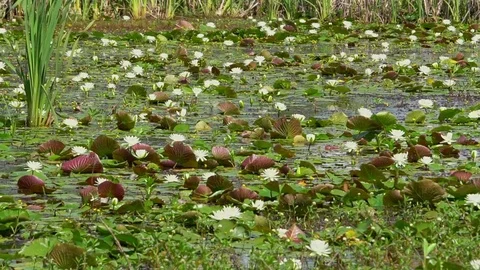 Water lilies in the marsh Video stock 74778459