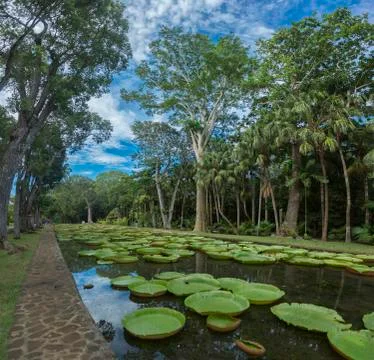 Water lilies in Mauritius Stock Photos