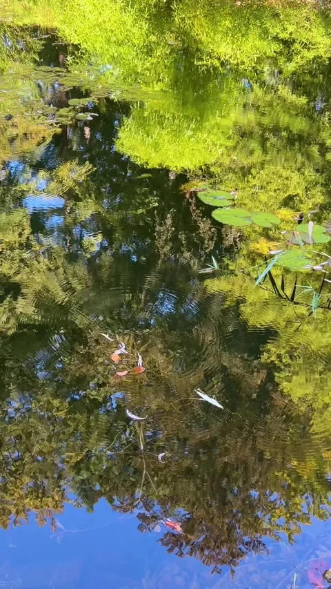 Water lilies (nymphaea) floating on the surface of a pond. Stock Footage 318979278