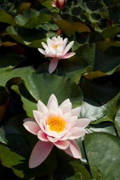Water lilies Stock Photos