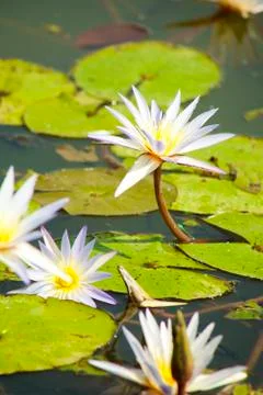 Water lilies Stock Photos