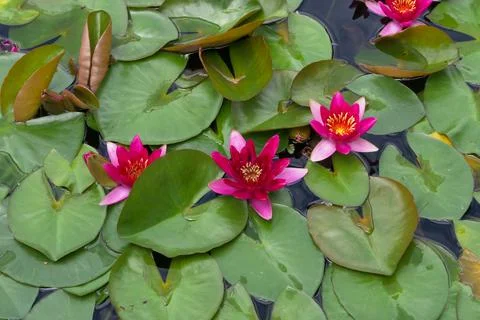 Water Lilies Stock Photos