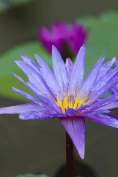 Water-lilies in a pond Stock Photos