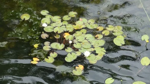 Water lilies on pool surface Stock Footage 113535605