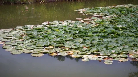 Water lilies on a pound Stock Footage 118229453