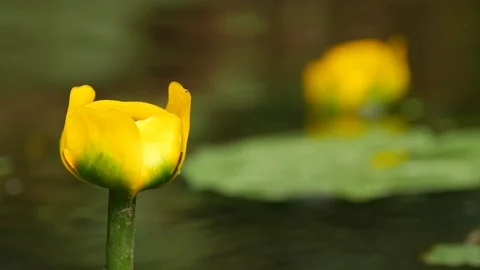 Water lilies in the river Stock Footage 113195802