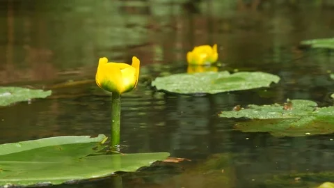 Water lilies on the river surface Stock Footage 113195785