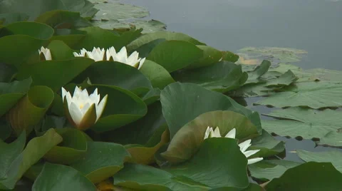 Water Lilies sequence Stock Footage 985243