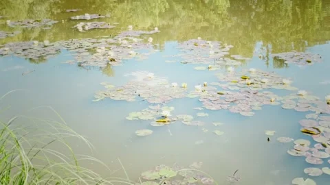 Water lilies, static Видео 137816232