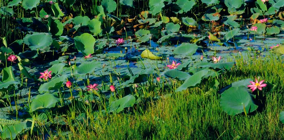 Water Lilies in Swamp, Kakadu National Park, Australia Stock Photos