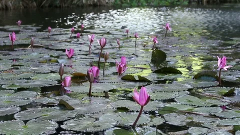 Water lillies dancing with the wind Stock Footage 89422831