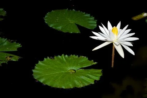 Water Lilly in a Balinese pond. Foto stock