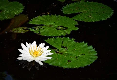 Water Lilly in a Balinese pond. Stock Photos